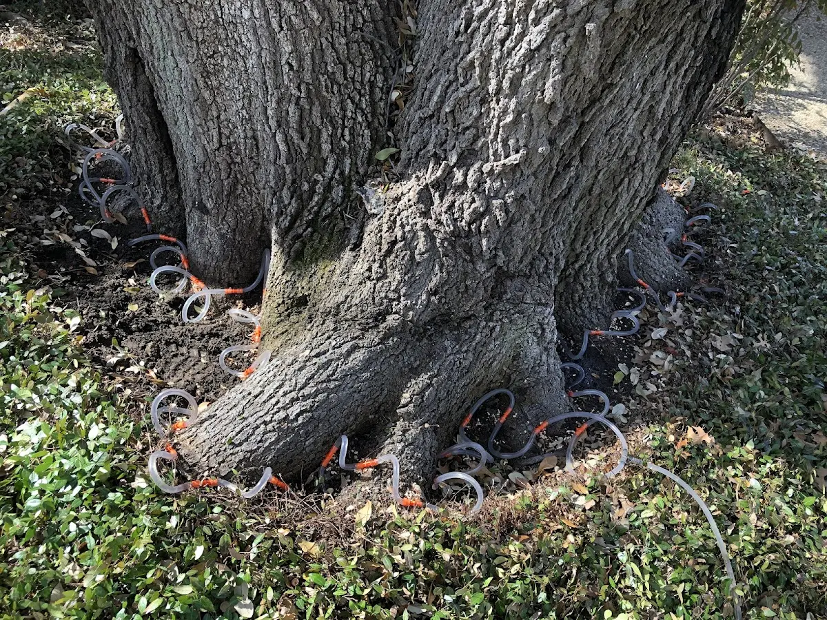 Detailed Tree Cabling and Bracing job site in Mc Arthur